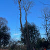 With wet weather and recent storms this sycamore was leaning dangerously.
