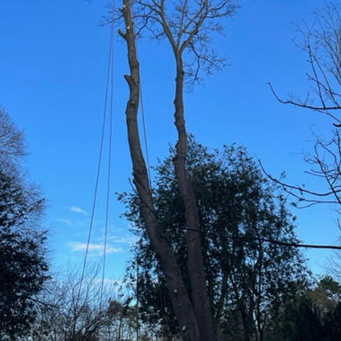 Felling a Sycamore Tree