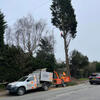 These conifers were creating havoc in the surrounding area
