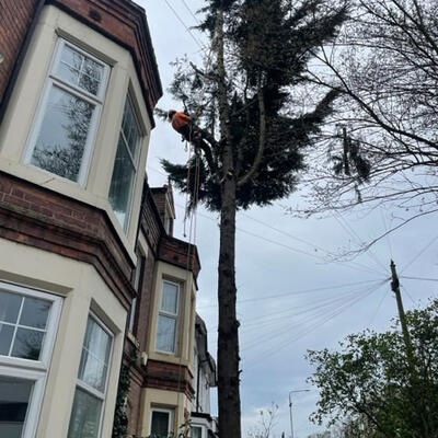 A Trouble Causing Conifer in Nottingham