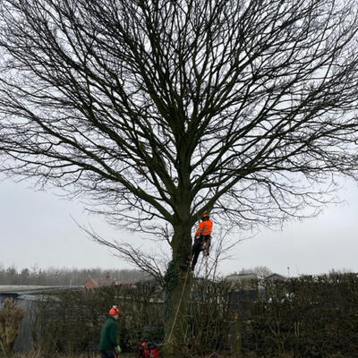 Thinning a Sycamore in Nottinghamshire
