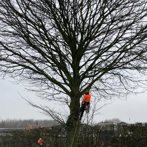 Thinning a Sycamore in Nottinghamshire